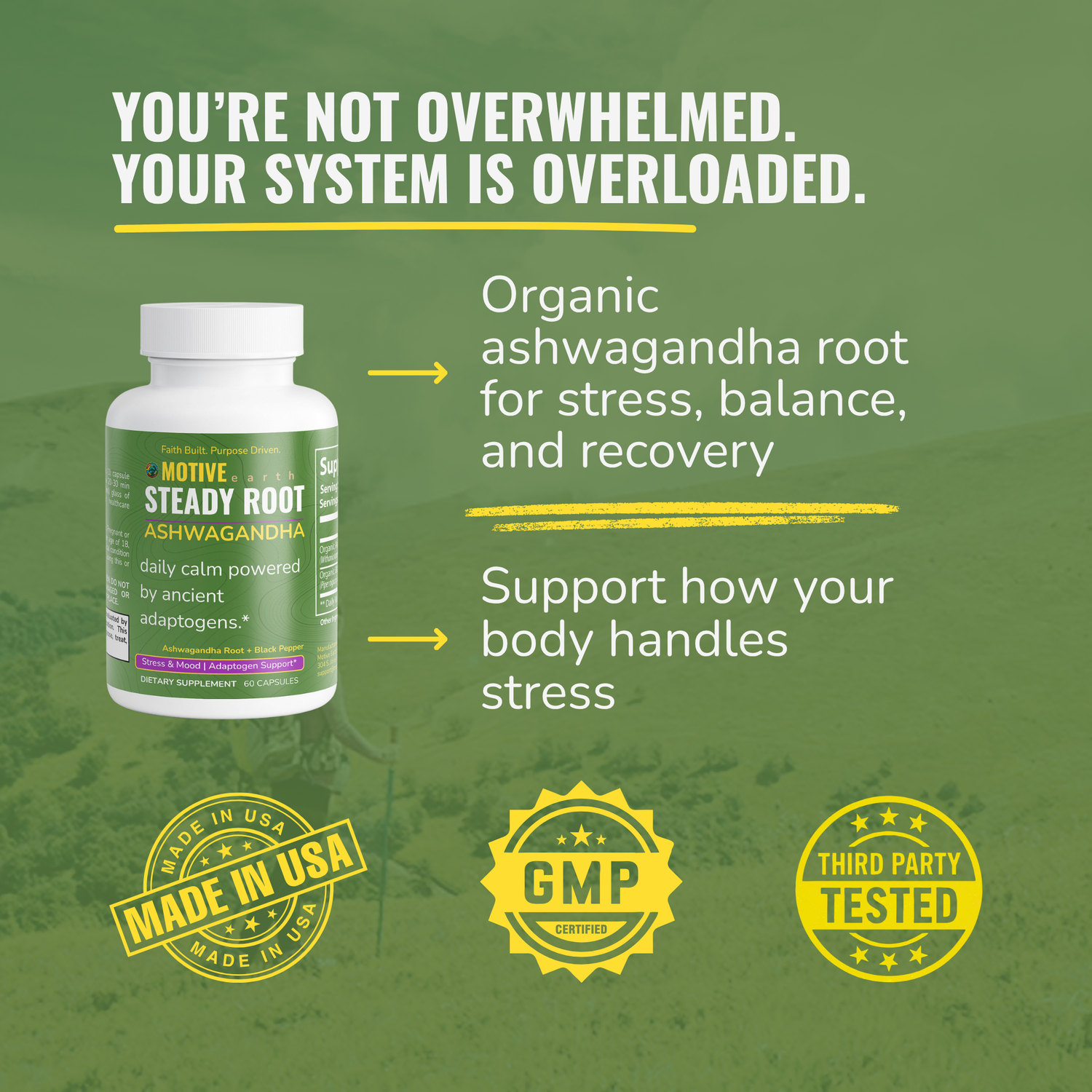 Steady Root — Ashwagandha Stress Support
