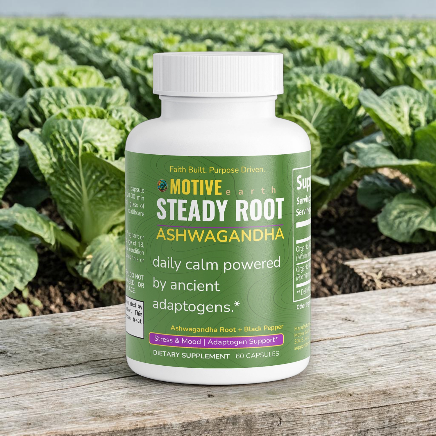 Steady Root — Ashwagandha Stress Support